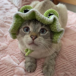 May include: A cat with blue eyes wearing a green and white crocheted frog hat and collar. The cat is light grey and white with a pink background.