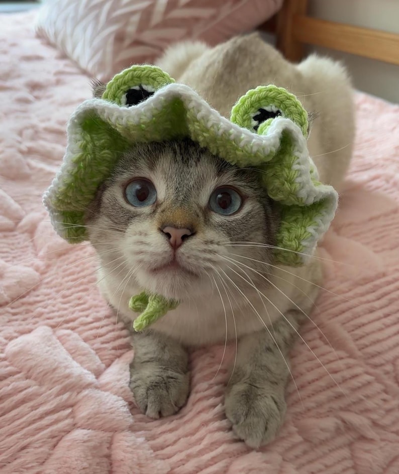 May include: A cat with blue eyes wearing a green and white crocheted frog hat and collar. The cat is light grey and white with a pink background.