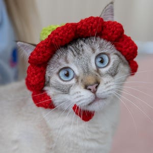May include: A light-colored cat with striking blue eyes wearing a handmade red and green crocheted hat. The cat also has a small red crocheted collar. The cat is looking directly at the camera.