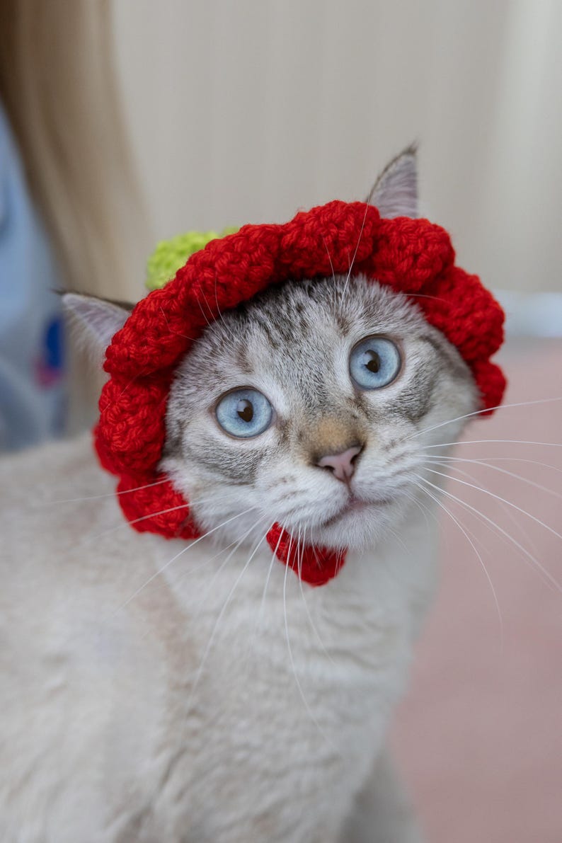 May include: A light-colored cat with striking blue eyes wearing a handmade red and green crocheted hat. The cat also has a small red crocheted collar. The cat is looking directly at the camera.