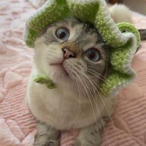May include: A cat with pale fur and bright blue eyes, wearing a green and white crocheted hat. The hat has a ruffled edge. The cat is looking upwards. The background is a soft pink.