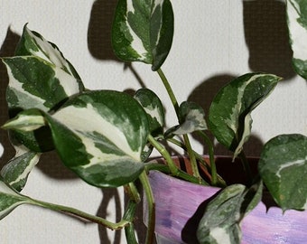 philodendron teuer Philodendron scandens