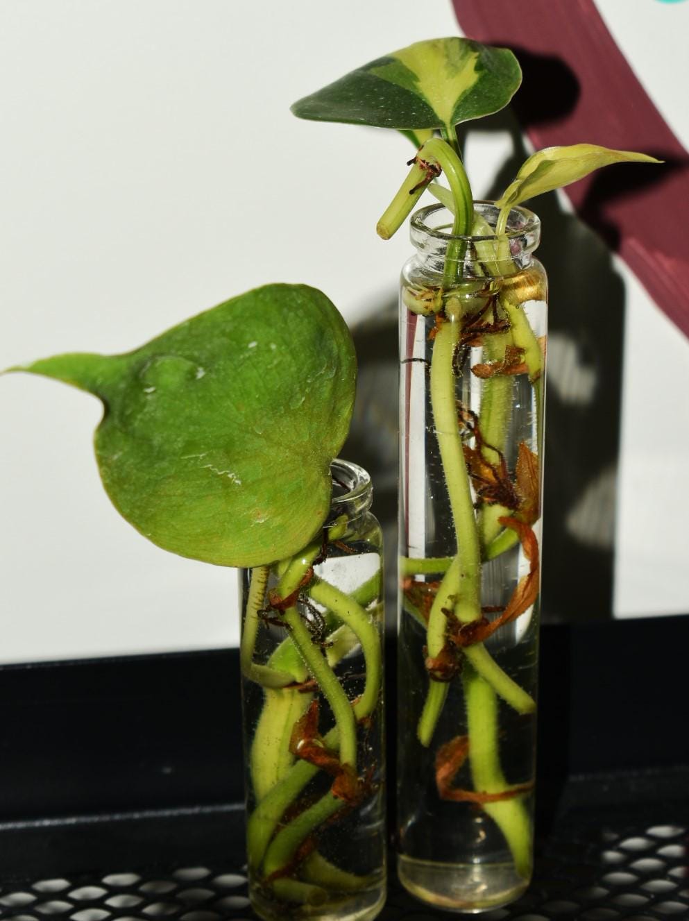 Schneiden von Philodendron Scandens Brasil - Etsy.de