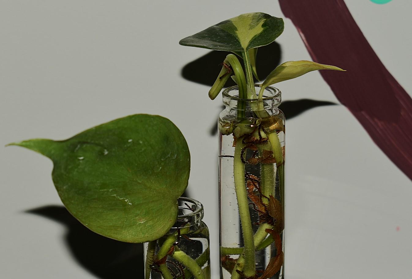 Schneiden von Philodendron Scandens Brasil - Etsy.de