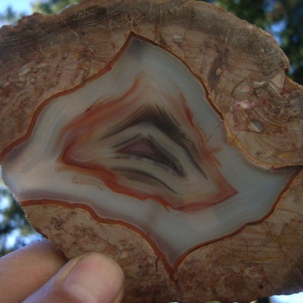 Banded Agate in Rhyolite Slab Wonderful