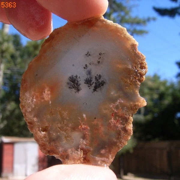 Robinson l'Agate dendritique Ranch dalle magnifique Rare