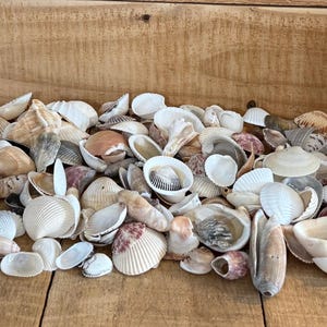 May include: A large collection of assorted seashells in various shapes, sizes, and textures, featuring natural colors including white, cream, tan, brown, and grey. The shells are scattered in a dense pile, displaying diverse ridges, smooth surfaces, and spiral forms.