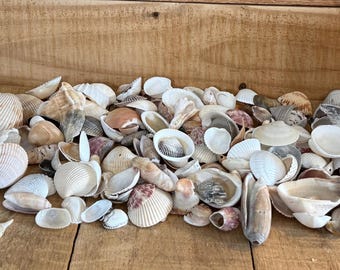 Assorted Atlantic Sea Shells