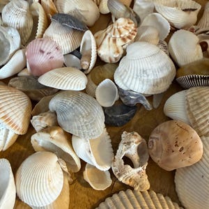 May include: A collection of various seashells in shades of white, cream, tan, and soft pink. The assortment includes ribbed cockle shells, spiral conch shells, and smooth bivalves, all featuring natural textures, ridges, and varied organic shapes.