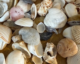 Assorted Atlantic Sea Shells