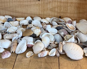 Assorted Atlantic Sea Shells