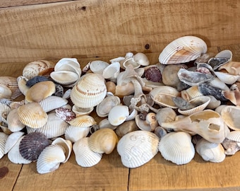 Assorted Atlantic Sea Shells