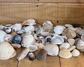 Assorted Atlantic Sea Shells