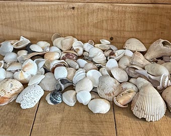 Assorted Atlantic Sea Shells