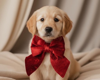 Puede incluir: Un cachorro de color dorado claro con orejas caídas y ojos oscuros, que lleva una gran pajarita de terciopelo rojo intenso alrededor del cuello. La pajarita presenta un acabado de tela suave y texturizada, centrada sobre el pecho.