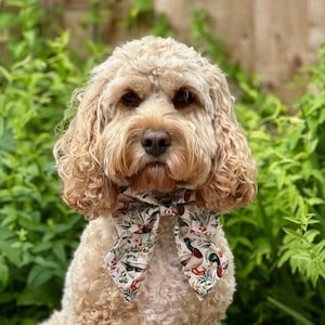 May include: A cream-coloured dog with a curly coat, wearing a bow tie. The bow tie has a white base with a pattern of ducks, flowers, and leaves. The dog is set against a backdrop of green foliage.