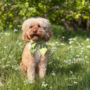May include: A light brown curly-haired dog wearing a sage green fabric bow tie attached to a white patterned collar with a gold-toned metal D-ring. The dog has a fluffy coat, dark eyes, and a small nose, positioned in a natural outdoor setting.