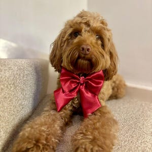 Peut inclure: Un chien Cockapoo brun clair portant un grand nœud papillon en satin rouge vif. Le chien est allongé sur un escalier recouvert de moquette, regardant directement l'appareil photo. Le nœud papillon est centré sur la poitrine du chien.