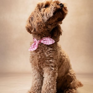 Puede incluir: Un perro marr&oacute;n de pelo rizado est&aacute; sentado y mirando hacia arriba. El perro lleva una pajarita rosa y blanca a cuadros alrededor del cuello. El fondo es de color marr&oacute;n claro.