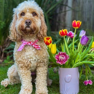 Puede incluir: Un perro marr&oacute;n claro con pelo rizado que lleva una pajarita rosa y blanca a cuadros, sentado sobre hierba verde junto a un jarr&oacute;n con tulipanes coloridos. El jarr&oacute;n es de color lila claro y tiene un dise&ntilde;o de tulipanes.