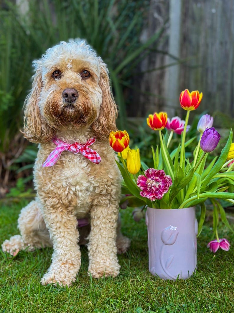 Puede incluir: Un perro marr&oacute;n claro con pelo rizado que lleva una pajarita rosa y blanca a cuadros, sentado sobre hierba verde junto a un jarr&oacute;n con tulipanes coloridos. El jarr&oacute;n es de color lila claro y tiene un dise&ntilde;o de tulipanes.