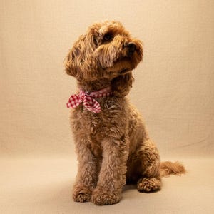 Puede incluir: Un perro marr&oacute;n claro y esponjoso, con pelo rizado, lleva un collar a cuadros rojos y blancos. Est&aacute; sentado sobre un fondo neutro, mirando hacia arriba. La imagen captura la expresi&oacute;n amigable y curiosa del perro.