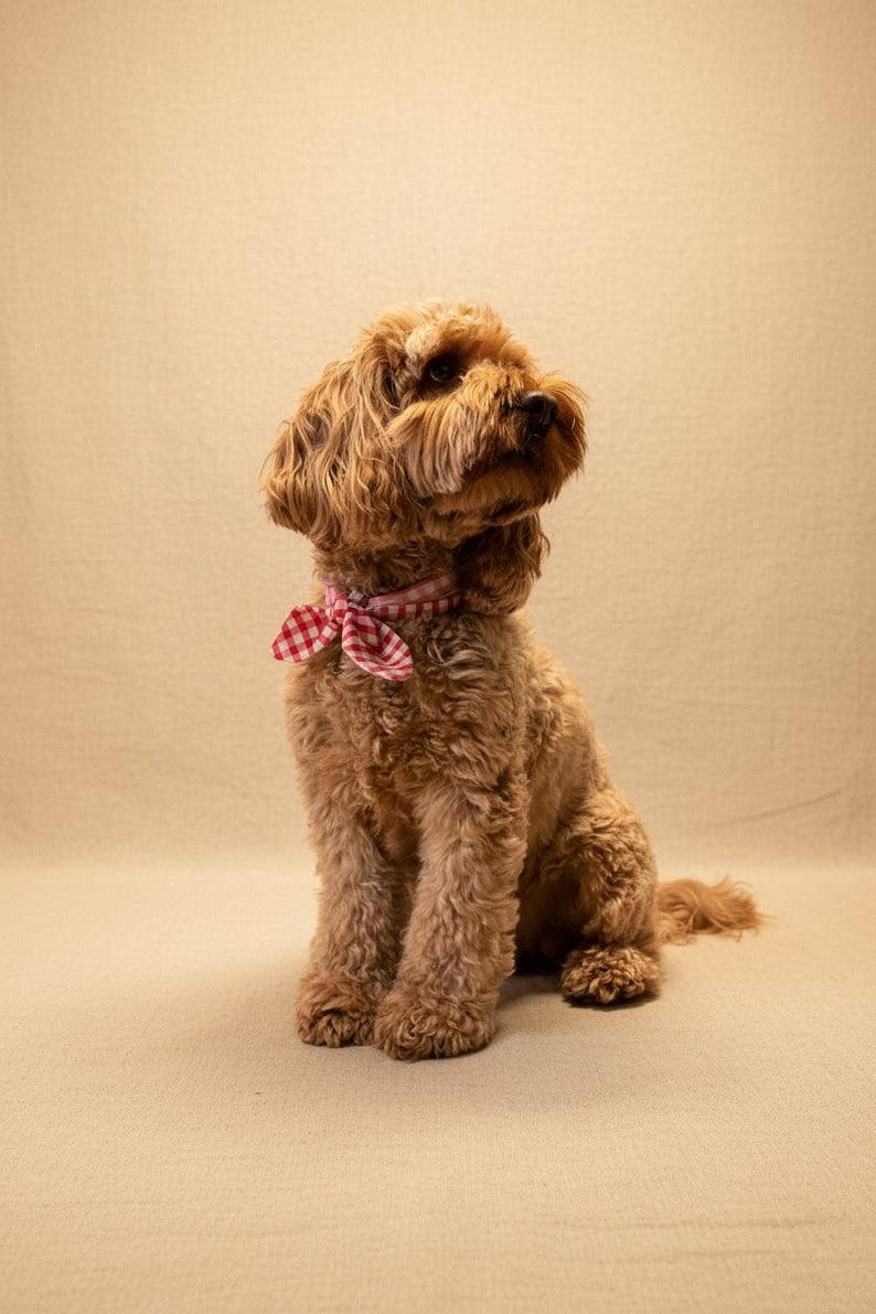Puede incluir: Un perro marr&oacute;n claro y esponjoso, con pelo rizado, lleva un collar a cuadros rojos y blancos. Est&aacute; sentado sobre un fondo neutro, mirando hacia arriba. La imagen captura la expresi&oacute;n amigable y curiosa del perro.