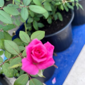 Buy TWO to SAVE on truly vibrant Double Knockout rose bushes! 3 gallon roots and scintillatingly Pink in color. Made in Naples, Florida USA!