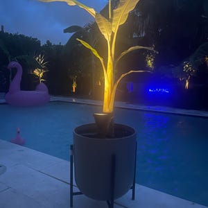 GLORIUS 3-4&#39; Ice Cream Banana Plants: 5 gallons. Produce bluish bananas with delicious vanilla custard taste. Made in Naples, Florida USA!
