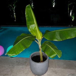 EXQUISITE 2-3&#39; Ice Cream Banana Plants: 5 gallons. Produce bluish bananas with delicious vanilla custard taste. Made in Naples, Florida USA!