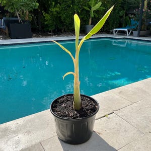 1-2&#39; BABY Ice Cream Banana Plants: 3 gallons. Produce bluish bananas with delicious vanilla custard taste. Made in Naples, Florida USA!
