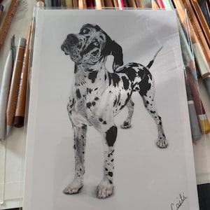 Puede incluir: Dibujo a lápiz en blanco y negro de un gran danés manchado. La obra de arte está firmada "Caiti". El dibujo está en una funda de plástico transparente, rodeado de lápices de colores.