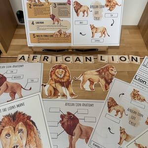 Könnte beinhalten: Ein Satz von lehrreichen, druckbaren Postern über afrikanische Löwen. Die Poster zeigen Illustrationen von Löwen, Text über ihre Anatomie, ihren Lebenszyklus und interessante Fakten. Die Poster sind auf weißem Papier mit braunem Hintergrund gedruckt.