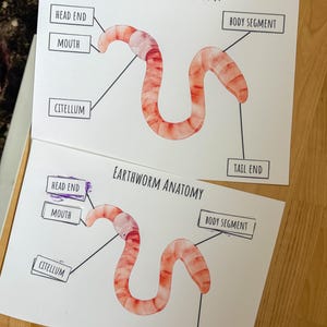 May include: A printable worksheet with an illustration of an earthworm and labels for its anatomy, including head end, mouth, body segment, citellum, and tail end. The worksheet is titled "Earthworm Anatomy".