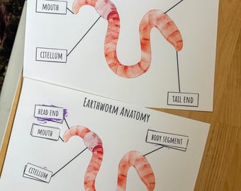 Worm Unit