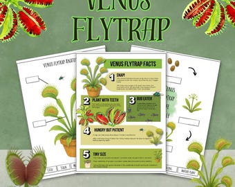 May include: Educational poster set about Venus Flytraps. The set includes diagrams and facts about the plant, with text that reads "Venus Flytrap Facts". The image features illustrations of the plant and its parts.