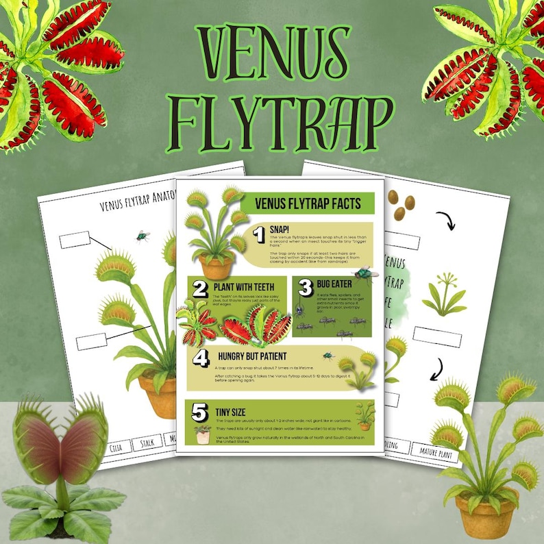 May include: Educational poster set about Venus Flytraps. The set includes diagrams and facts about the plant, with text that reads "Venus Flytrap Facts". The image features illustrations of the plant and its parts.