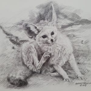 May include: A black and white pencil drawing of a fennec fox sitting on its haunches. The fox has large ears and a fluffy tail. The drawing is signed "Jeffrey Hansen © 2019".