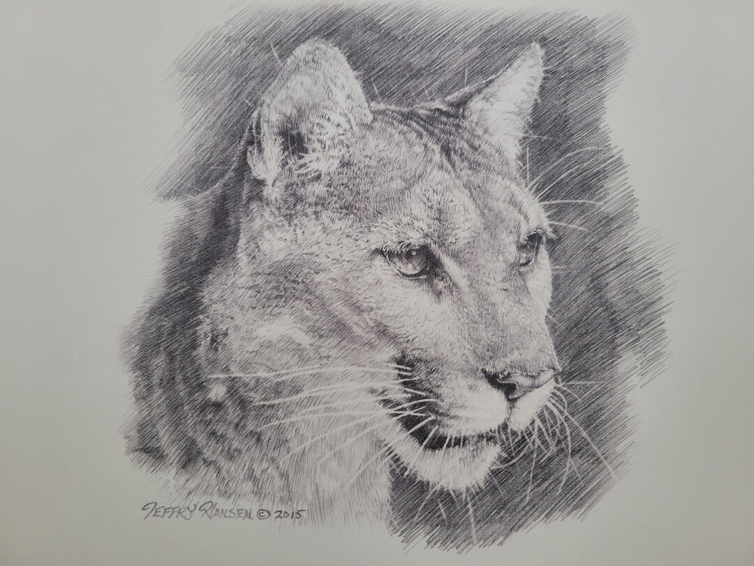 Mountain Lion Pencil Print - Etsy