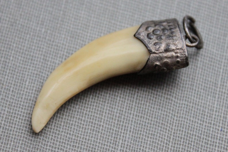 Antique Tiger Tooth Trophy Pendant / 19th Century PreBan Raj Etsy