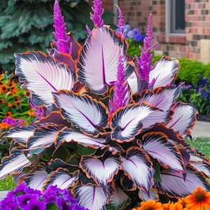 May include: A close-up of a Calathea plant with large, white leaves edged in black and orange. The leaves have a prominent central vein and are surrounded by purple and orange foliage. Tall, purple flower spikes rise from the center, with a backdrop of other colorful flowers.