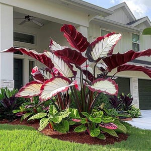 Op de afbeelding: Een levendige tuinbedding toont een grote Calathea-plant met opvallende bordeauxrode en witte bladeren. De plant is omgeven door andere groene en roze bladeren, tegen de achtergrond van een wit huis en een groen gazon.