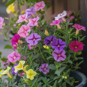May include: A vibrant display of potted Calibrachoa flowers in full bloom. The flowers showcase a spectrum of colors, including pink, purple, yellow, and magenta, with green foliage. The flowers have a star-like pattern.