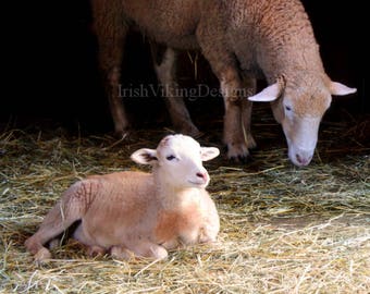 Baby Lamb, fine art, photography print, baby farm animal, sheep and baby, nursery decor, children, kids room, farm wall art, baby shower