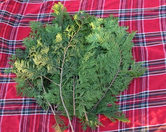 Box of Fresh Cut Juniper for Holiday Decorating