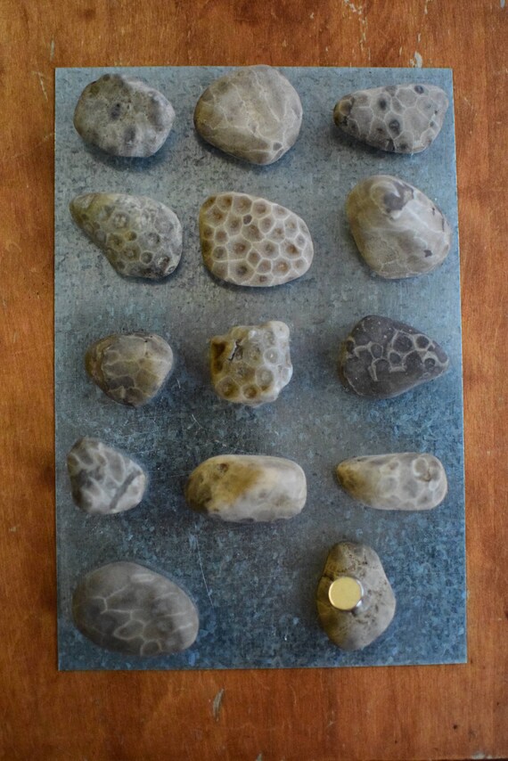 Petoskey Stone and Puddingstone Michigan Etsy