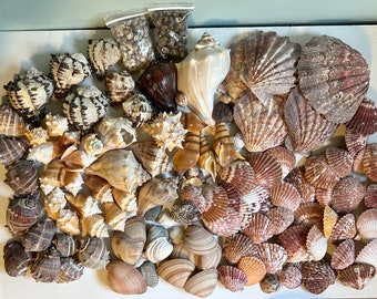 Seashells 4 sq feet! - Large Assortment pack, ready for your project!