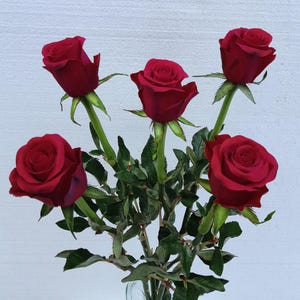 Cold Porcelain Roses - Set of 5