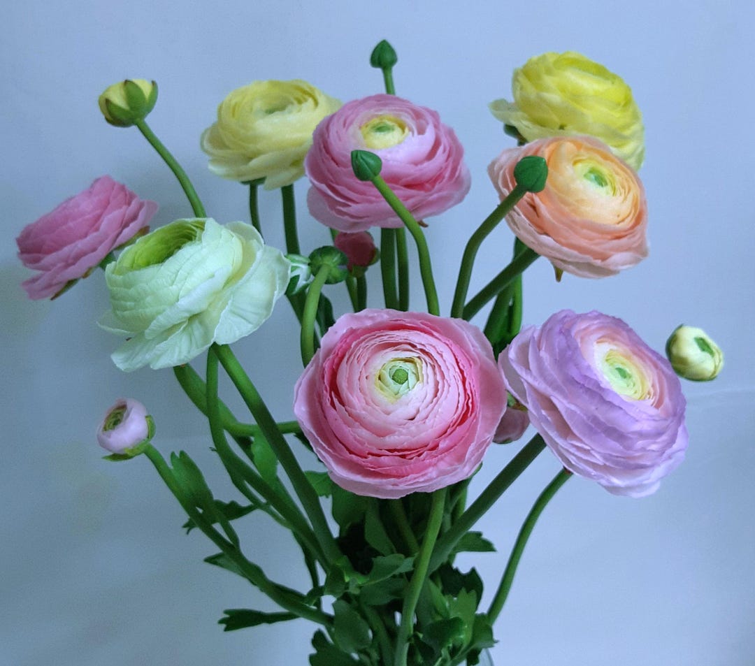 Cold Damage On Ranunculus Cold Porcelain Ranunculus Set of 9 - Etsy