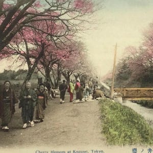 Carte postale teintée à la main – Fleurs de cerisier à Koganei Tokyo – Début des années 1900